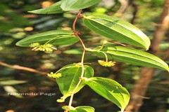 Smilax wightii